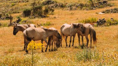 Cavalos Sorraia Rewilding