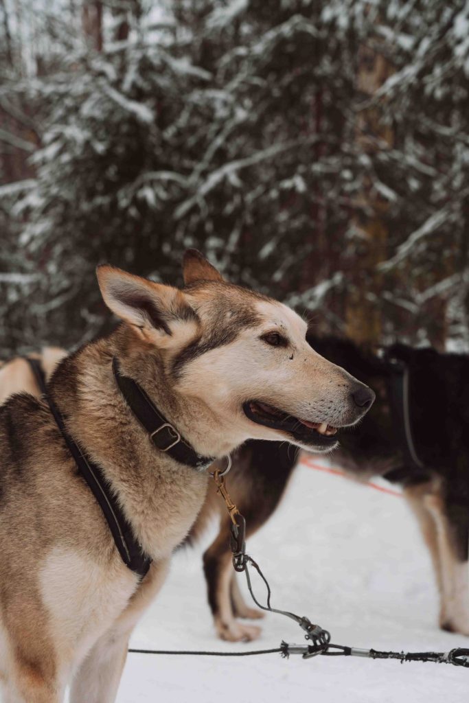 Husky tour in Rovaniemi