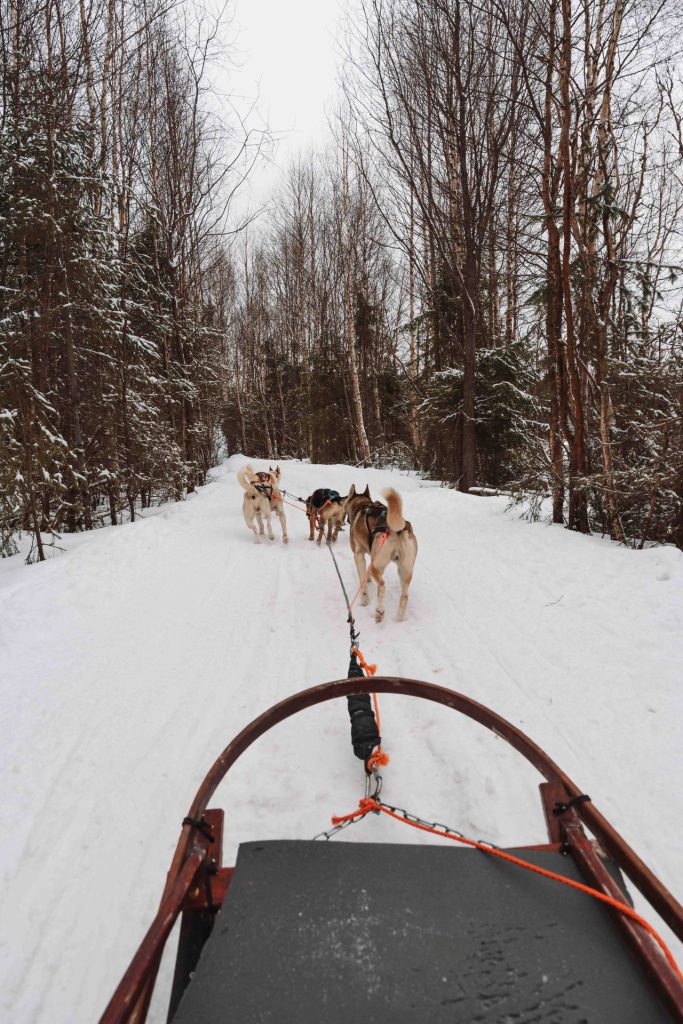 Husky Tour in Rovaniemi