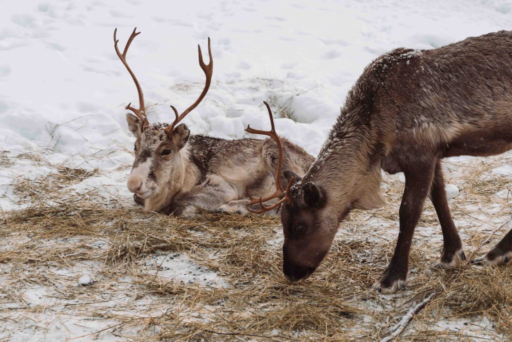 Passeio de renas em Rovaniemi