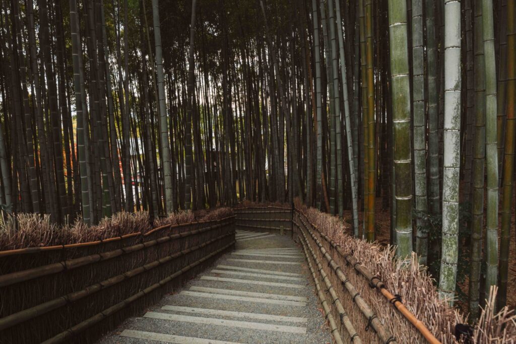 Bamboo forest at Adashino Nenbutsuji Temple in Kyoto, a quieter alternative to Arashiyama.