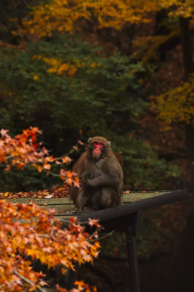 Japanese monkeys at Iwatayama Monkey Park in Arashiyama.