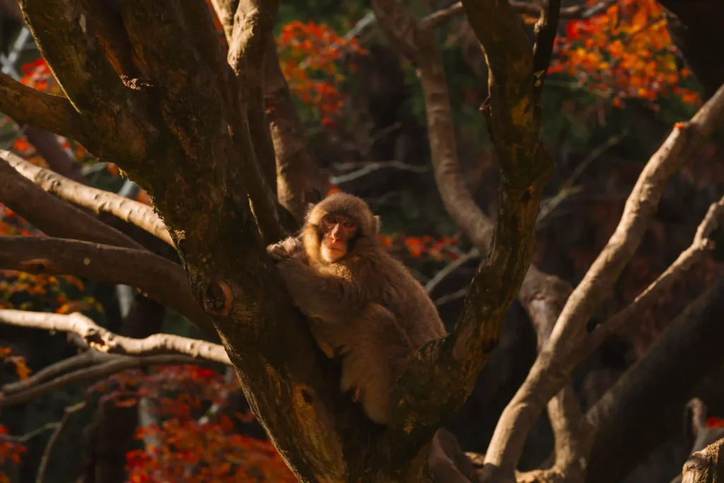 Parque dos macacos de Iwatayama em Arashiyama, uma das atrações mais conhecidas da zona.