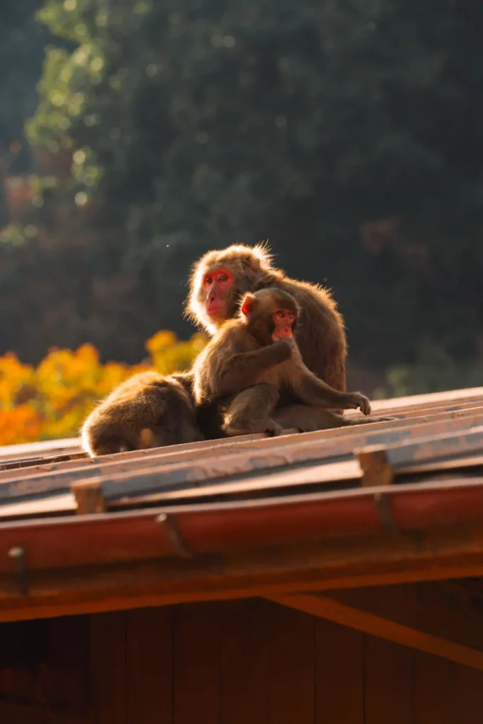 Japanese monkeys at Iwatayama Monkey Park in Arashiyama.