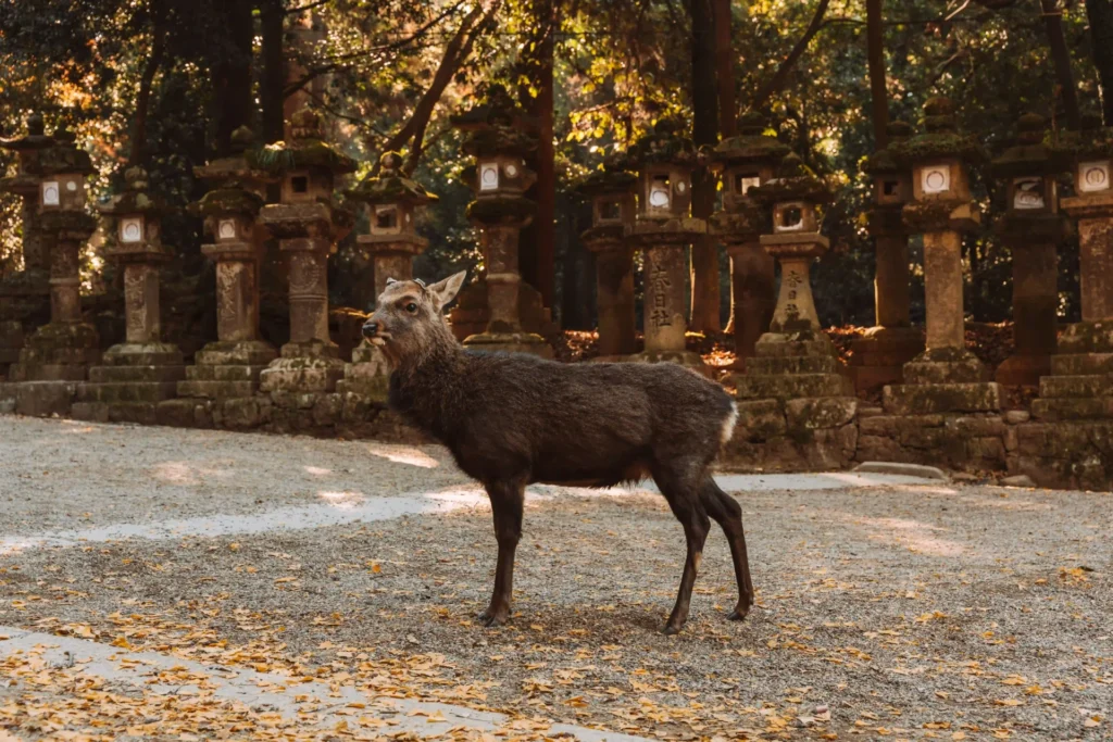 nara-park-kyoto-day-trip